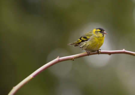 Eurasian siskin, (Spinus spinus). male.の写真素材