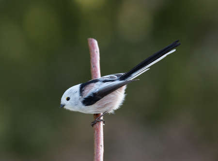 Long tailed tit (Aegithalos caudatus).の写真素材