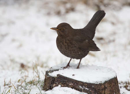 Common blackbird (Turdus merula) Eurasian blackbird.の写真素材
