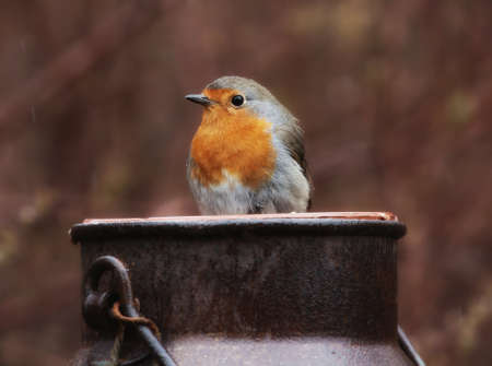 Robin, A sweet and very popular little bird. (erithacus rubecula).の写真素材