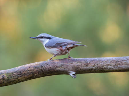 Eurasian nuthatch (Sitta europaea).の写真素材