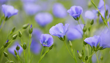 Arable Field with beautiful flax flowers.の写真素材