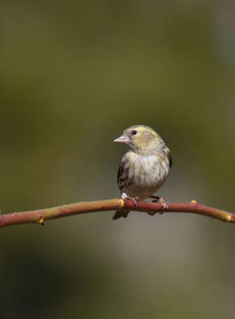 Eurasian siskin (Spinus spinus) femaleの写真素材