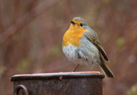 Robin, A sweet and very popular little bird. (erithacus rubecula).