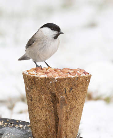 Marsh tit, (Poecile palustris).の写真素材