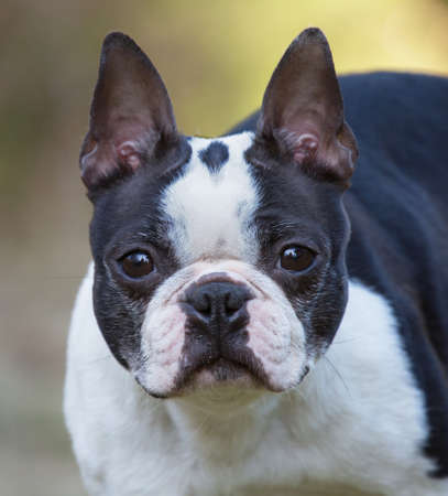 Portrait of a Boston Terrier.の写真素材