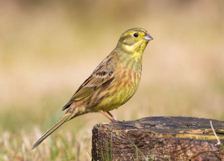 Yellowhammer, (Emberiza citrinella).の写真素材