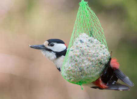 Dendrocopos major, Great spotted woodpecker. Female,の写真素材