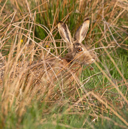 The European hare (Lepus europaeus), also known as the brown hare.の写真素材