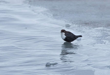white-throated dipper (Cinclus cinclus).の写真素材
