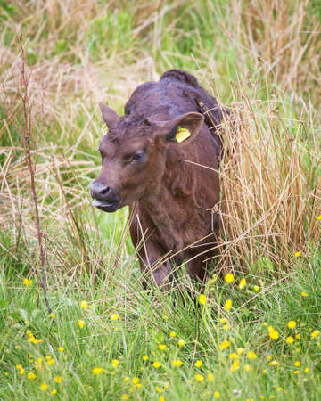 Calf grazing in the grass