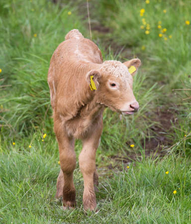 calf on pastureの写真素材