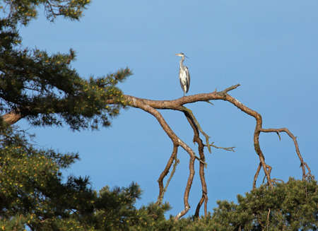grey heron (Ardea cinerea).の写真素材