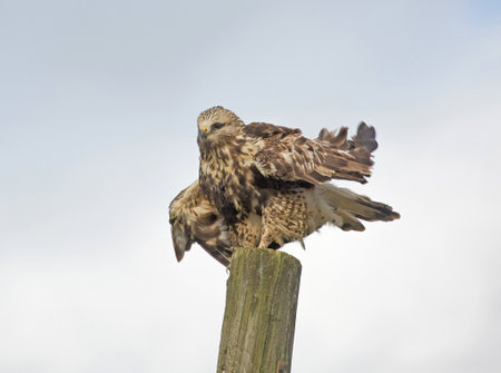 Rough legged buzzard, (Buteo lagopus).のeditorial素材