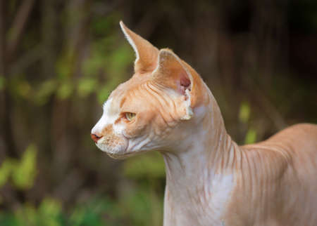 Sphynx catの写真素材
