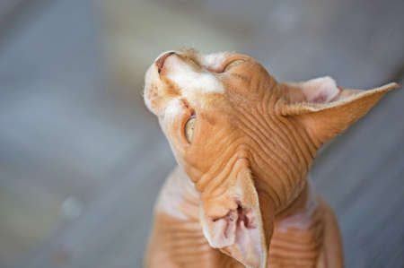 Sphynx catの写真素材