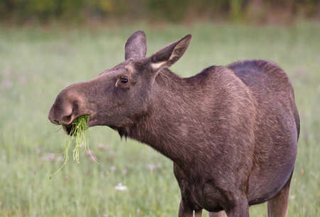 Grazing Mooseの写真素材