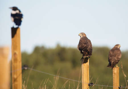 Magpie and buzzardsの写真素材