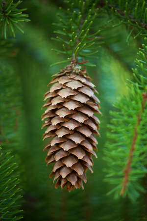(Picea abies) spruce