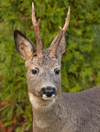Roe deer (Capreolus capreolus) in the forest environment.の写真素材