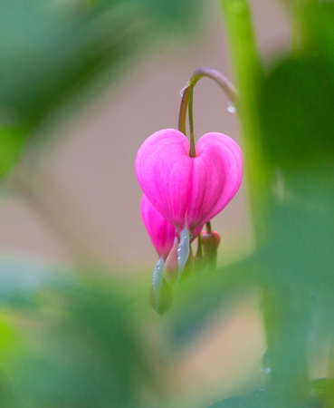 Lamprocapnos, bleeding heart.の写真素材