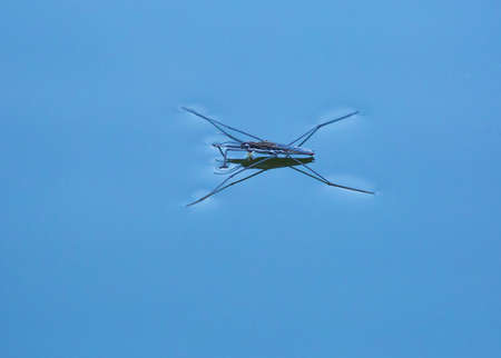 Gerridae on the water surfaceの写真素材