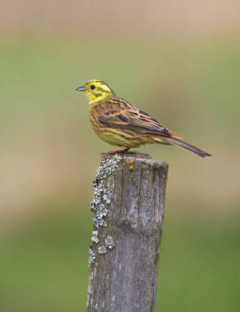 Yellowhammer, (Emberiza citrinella).の写真素材