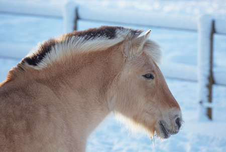 The Fjord horse or Norwegian Fjord Horse. A fine horse enjoying the fresh winter air.の写真素材
