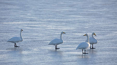 Whooper swans (Cygnus cygnus). Out on the slippery ice.の写真素材