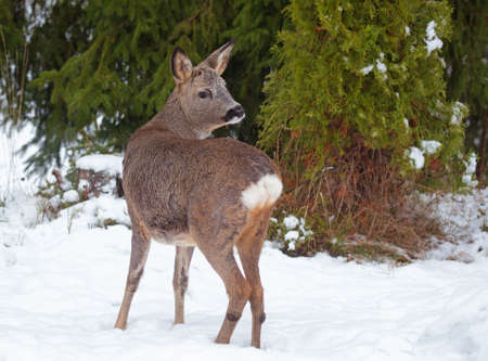 Roe deer (Capreolus capreolus) in the forest environment.の写真素材