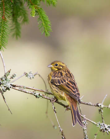Yellowhammer, (Emberiza citrinella).の写真素材