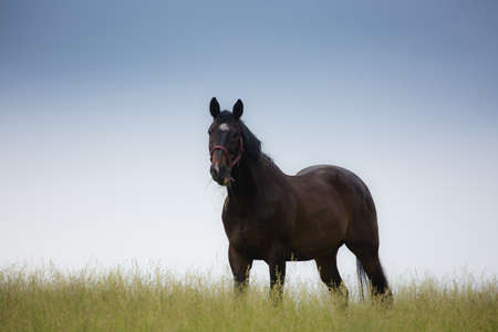 Grazing horse against blue sky.の写真素材