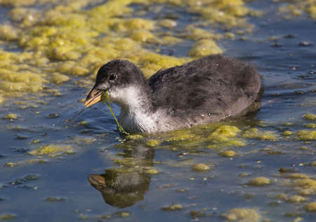 Fulica atra, Eurasian coot,の写真素材