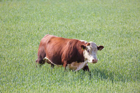 A brown cow on an expedition in the cornfieldの写真素材