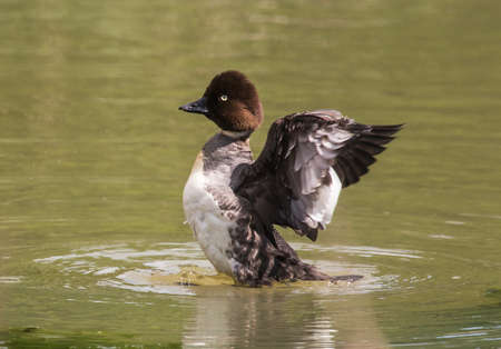 Common goldeneye (Bucephala clangula)  A medium sized seabirds swimming on the water.