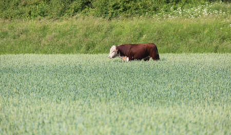 A brown cow on an expedition in the cornfield