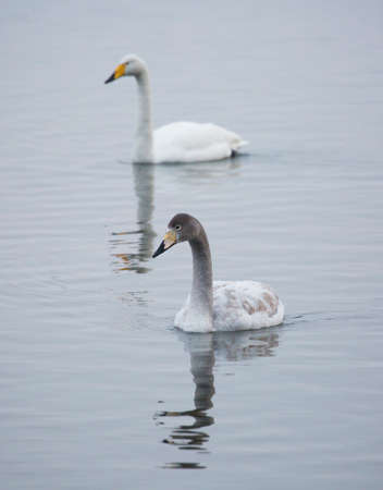 Whooper swans (Cygnus cygnus) swimming in a lake  a cold winter day.の写真素材