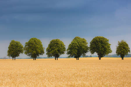 Cornfield with trees ale in rural setting.の写真素材
