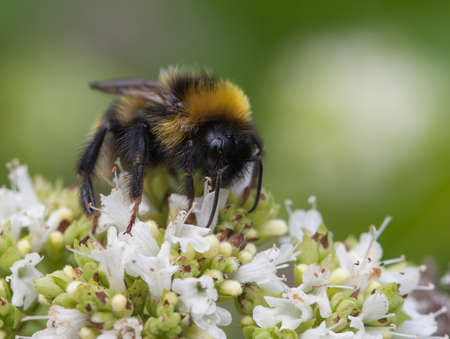 bumblebee (also written bumble bee).の写真素材