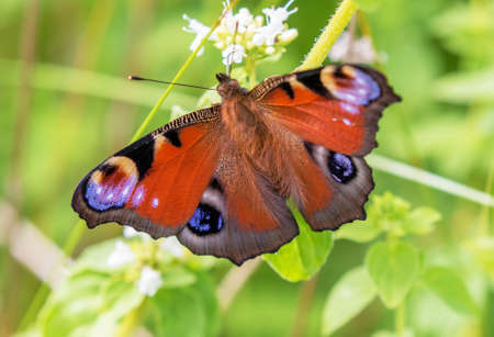 European Peacock (Aglais io)の写真素材