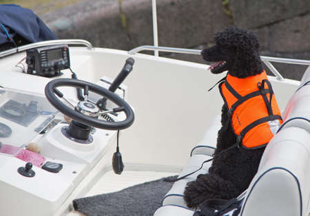 Black poodle sitting on the driving seat in a motor boat.の写真素材