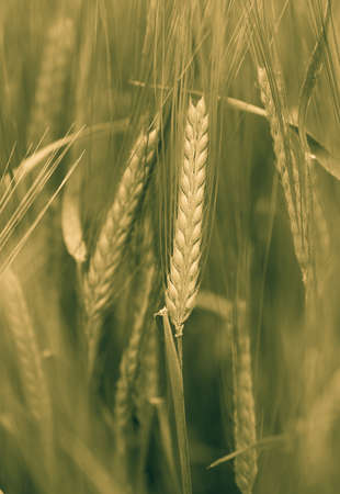 Cornfieldの写真素材