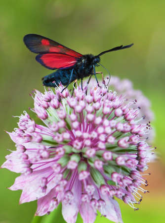 (Zygaenidae), Zygaena loniceraeの写真素材