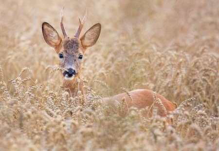 Roe deer (Capreolus capreolus).の写真素材
