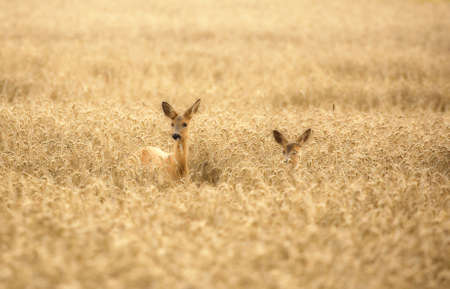 Roe deer (Capreolus capreolus) 
