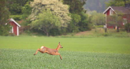 Roe deer (Capreolus capreolus). Deer fleeing across the field with red houses in the background.の写真素材