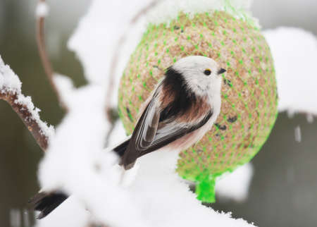  Long tailed tit (Aegithalos caudatus).の写真素材