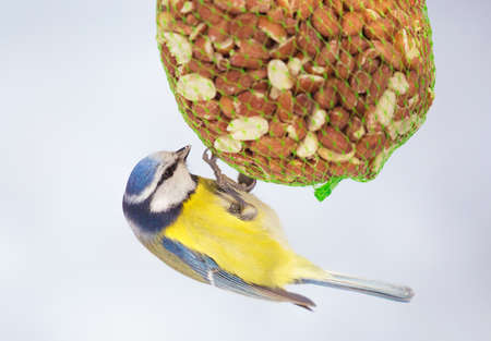 Blue tit (Cyanistes caeruleus).の写真素材