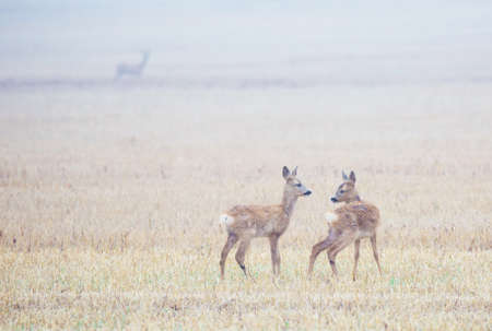 Roe deer (Capreolus capreolus) Kidsの写真素材