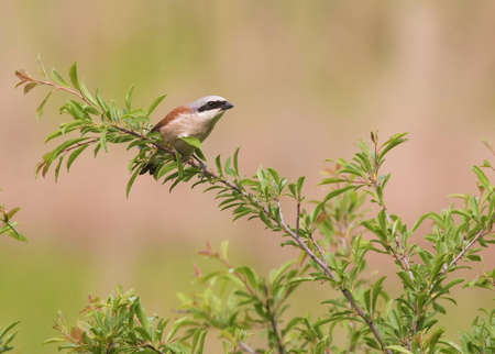 Red backed shrike (anius-collurio). male.の写真素材